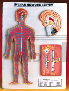 Human Nervous System